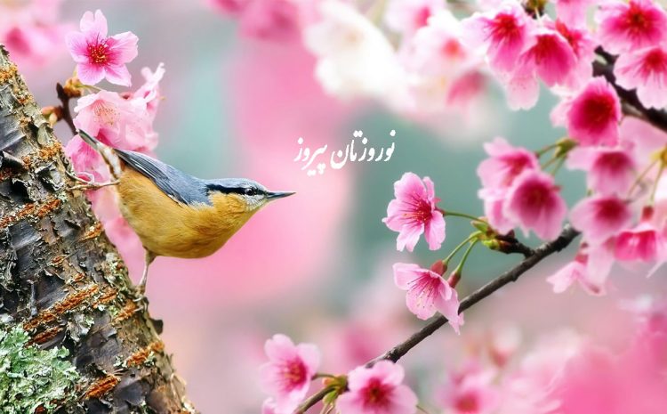  نوروزتان پیروز